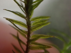 Bartramiopsis lescurii