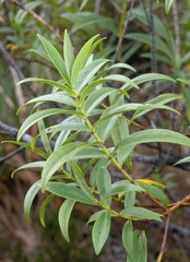 Veronica stricta lata