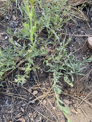 Erigeron breweri