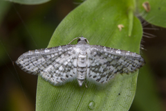 Epaena