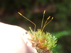 Tetraphis geniculata