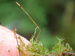 Tetraphis geniculata