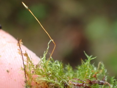 Tetraphis geniculata