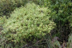 Veronica stricta lata
