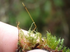 Tetraphis geniculata