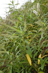 Veronica stricta lata