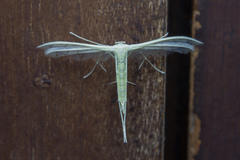 Pterophorus