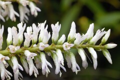 Veronica stricta lata