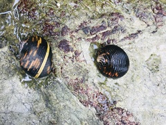 Nerita scabricosta