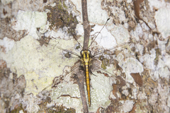 Ascalohybris subjacens