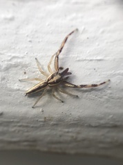 Hentzia grenada