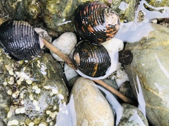 Nerita scabricosta