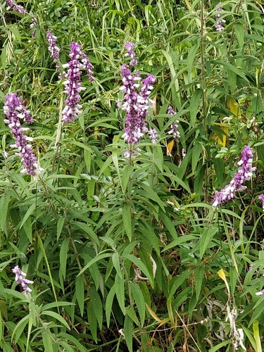 Image of Salvia leucantha by (c) Vítor Jorge, some rights reserved (CC BY)