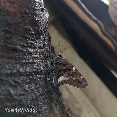 Codatractus alcaeus alcaeus