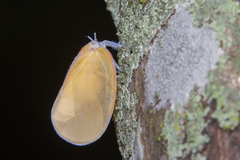 Flatida