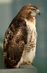 Buteo jamaicensis