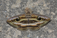 Spirama
