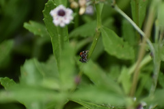 Habronattus forticulus