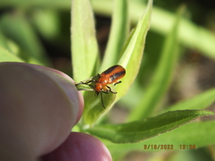Nemognatha piazata