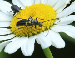 Typocerus lunulatus