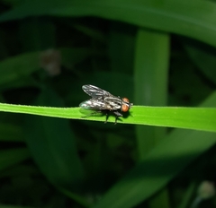 Diptera