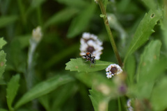 Habronattus forticulus
