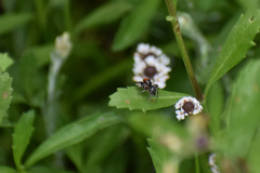 Habronattus forticulus