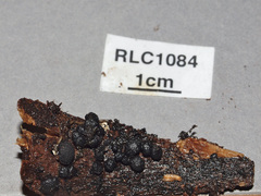 Xylaria atrosphaerica