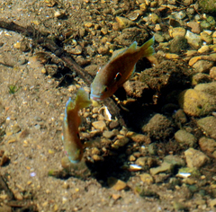Lepomis peltastes