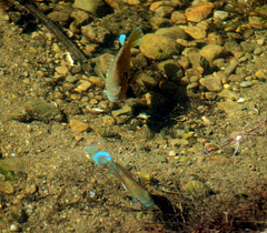 Lepomis peltastes