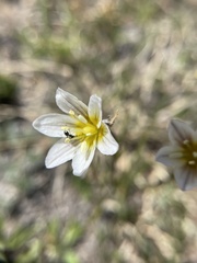 Gagea serotina