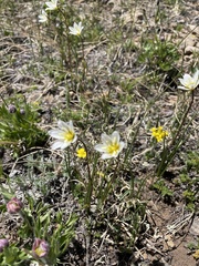 Gagea serotina