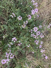 Securigera varia