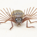 Leaf Rake-like Antennae Beetles - Photo (c) budak, some rights reserved (CC BY-NC), uploaded by budak