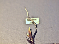 Xylaria enterogena