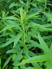 Asphondylia solidaginis