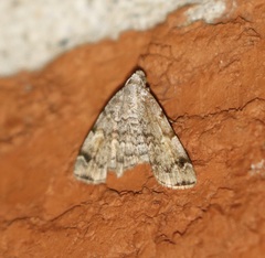 Idia americalis