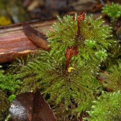 Mniodendron comatum