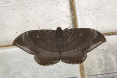 Cyclidia orciferaria