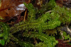 Schistochila nobilis