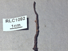 Xylaria ophiopoda