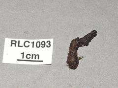 Xylaria ophiopoda