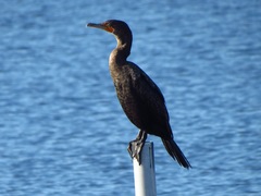 Phalacrocorax auritus image