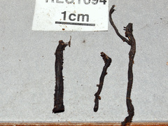 Xylaria globosa
