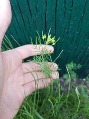 Descurainia sophioides