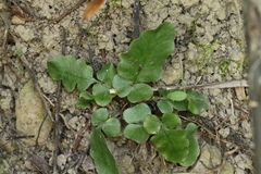 Tectaria zeilanica