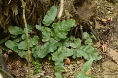 Tectaria zeilanica