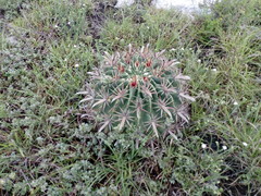 Ferocactus recurvus recurvus