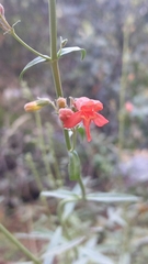 Penstemon rostriflorus