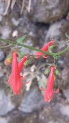 Penstemon rostriflorus